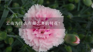 云南为什么有那么多的鲜花？