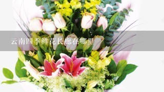 云南4季鲜花长廊在哪里