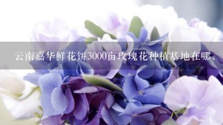 云南嘉华鲜花饼3000亩玫瑰花种植基地在哪，我在网上查了查大概在曲靖市马龙县，求具体位置，要离昆明