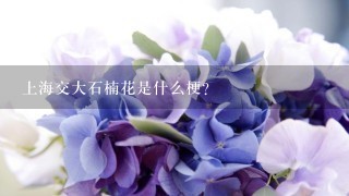 上海交大石楠花是什么梗？