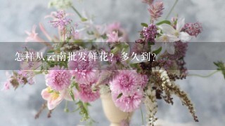 怎样从云南批发鲜花？多久到？