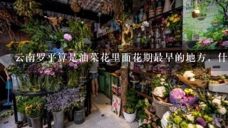 云南罗平算是油菜花里面花期最早的地方，什么时候去