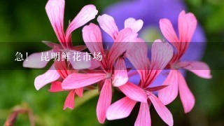 急！ 昆明鲜花市场