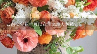 云南7彩花生可以在什么地方种植？