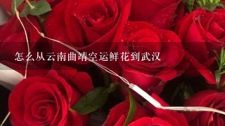 怎么从云南曲靖空运鲜花到武汉