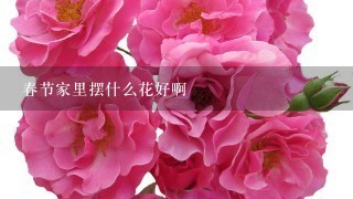 春节家里摆什么花好啊