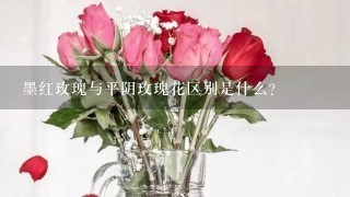 墨红玫瑰与平阴玫瑰花区别是什么？