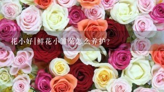 花小好|鲜花小雏菊怎么养护？