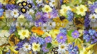 长寿花果冻和7彩丽人哪个好