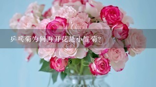 乒乓菊为何再开花是小雏菊？