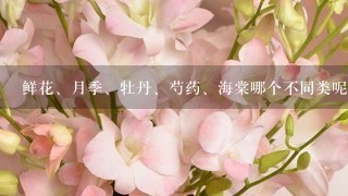 鲜花、月季、牡丹、芍药、海棠哪个不同类呢？