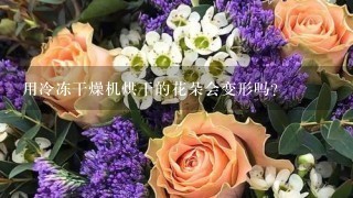 用冷冻干燥机烘干的花朵会变形吗？