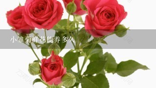 小雏菊鲜花能养多久