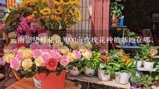 云南嘉华鲜花饼3000亩玫瑰花种植基地在哪，我在网上查了查大概在曲靖市马龙县，求具体位置，要离昆明