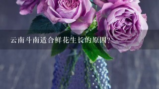 云南斗南适合鲜花生长的原因？