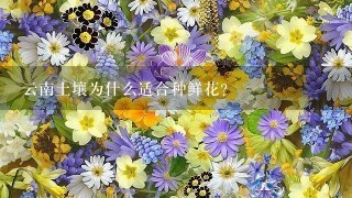 云南土壤为什么适合种鲜花？