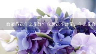 教师节送什么花好？我想送小盆花，什么花合适？