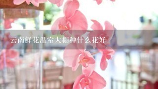 云南鲜花温室大棚种什么花好