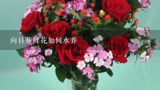 向日葵鲜花如何水养