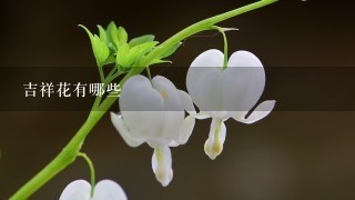 吉祥花有哪些