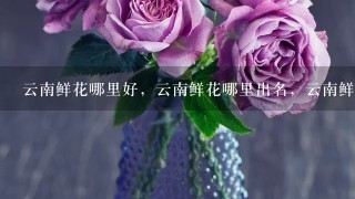 云南鲜花哪里好，云南鲜花哪里出名，云南鲜花哪里可以买得到。