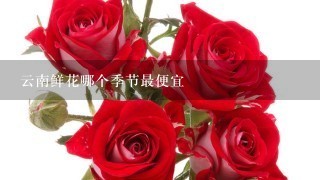 云南鲜花哪个季节最便宜