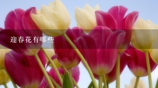 迎春花有哪些