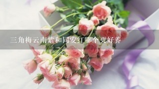 3角梅云南紫和同安红哪个更好养