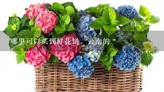 哪里可以买到鲜花饼，云南的