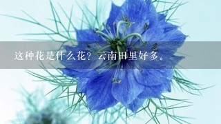 这种花是什么花？云南田里好多。