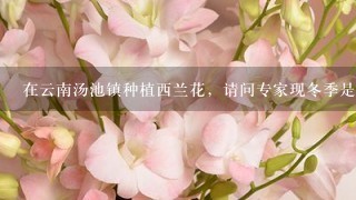 在云南汤池镇种植西兰花，请问专家现冬季是否会被霜