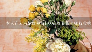 本人在云南楚雄种植1000亩红花椒去哪找收购商花椒