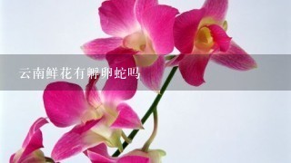 云南鲜花有孵卵蛇吗