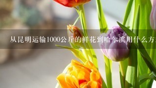 从昆明运输1000公斤的鲜花到哈尔滨用什么方式最合理