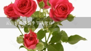 云南鲜花哪个季节最便宜