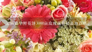 云南嘉华鲜花饼3000亩玫瑰花种植基地在哪，我在网上查了查大概在曲靖市马龙县，求具体位置，要离昆明