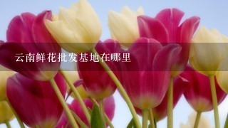 云南鲜花批发基地在哪里