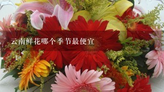 云南鲜花哪个季节最便宜