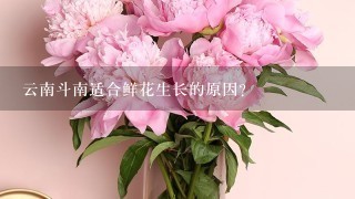 云南斗南适合鲜花生长的原因？