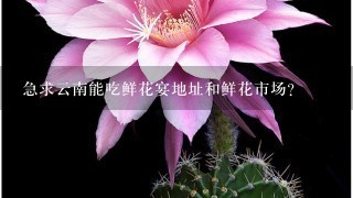 急求云南能吃鲜花宴地址和鲜花市场？