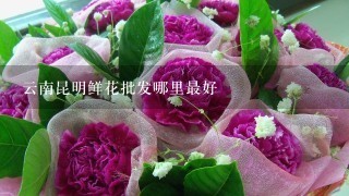 云南昆明鲜花批发哪里最好