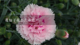 花仙子花怎么养殖