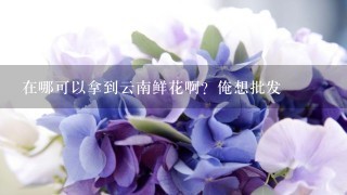 在哪可以拿到云南鲜花啊？俺想批发