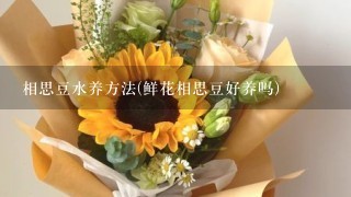 相思豆水养方法(鲜花相思豆好养吗)