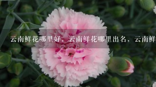 云南鲜花哪里好，云南鲜花哪里出名，云南鲜花哪里可以买得到。