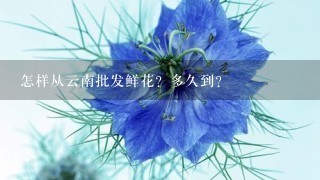 怎样从云南批发鲜花？多久到？