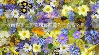 云南淘宝上的玫瑰花鲜花为什么这么贵