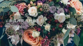 云南红河花卉种植？？？