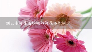 到云南鲜花市场哪些鲜花不能错过