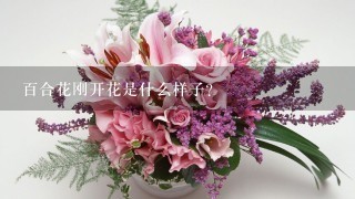 百合花刚开花是什么样子？